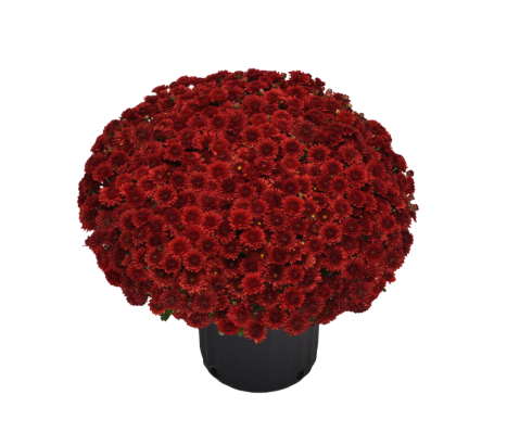 9" Mum - Eternal Red