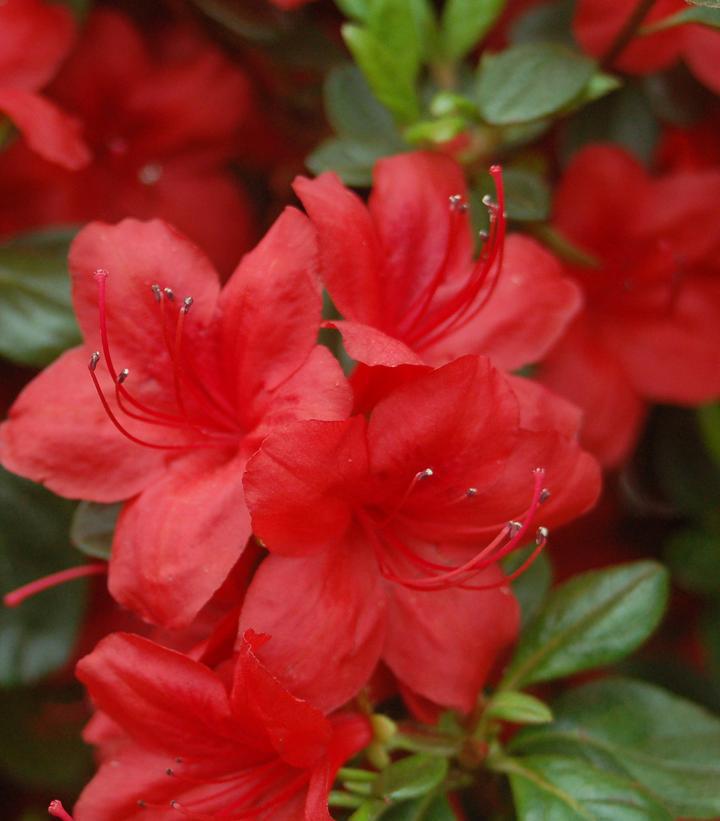 3G Azalea 'Stewartstonian' Evergreen - 1000011