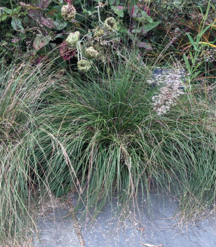 1G Sporobolus Heterolepis - Prairie Dropseed - 1013011
