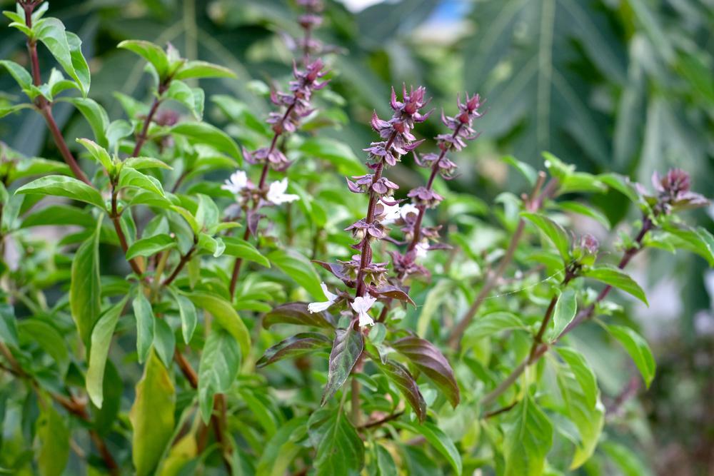 1G Ocimum 'Sweet Thai' - Basil - 1005973
