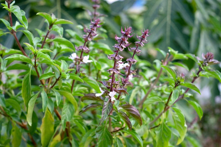 1G Ocimum 'Sweet Thai' - Basil - 1005973