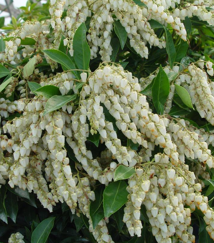 2G Pieris X 'Avalanche" - 1002499