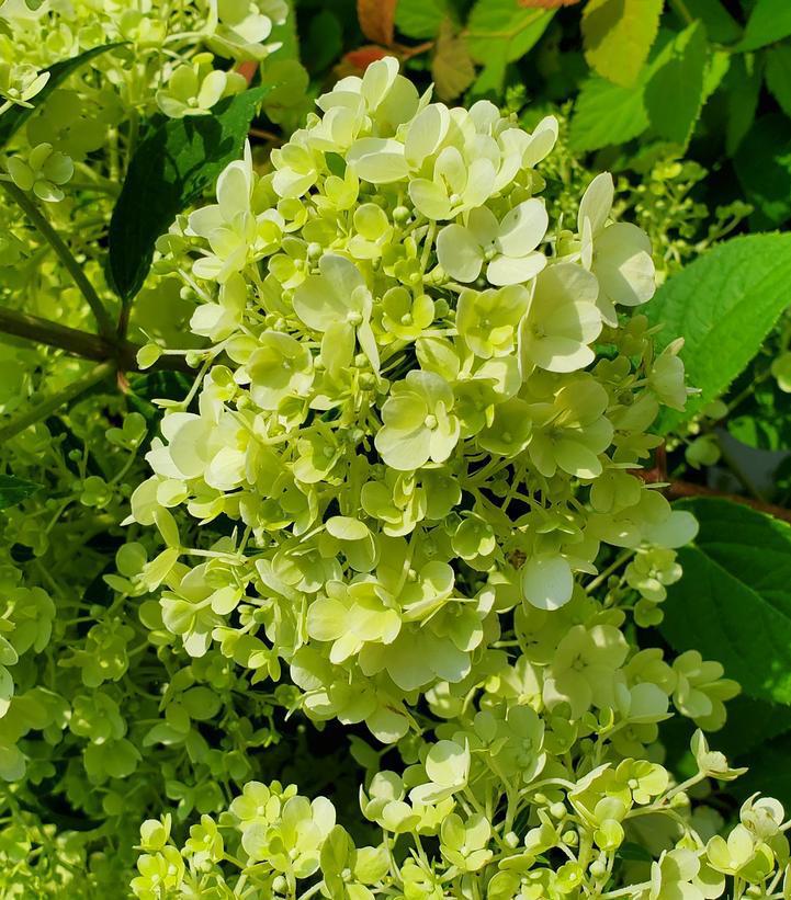 3G Hydrangea Paniculata 'Bobo' - 1005765