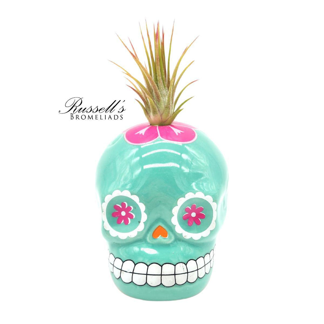 Sugar Skull w/ Air Plant - FP0141