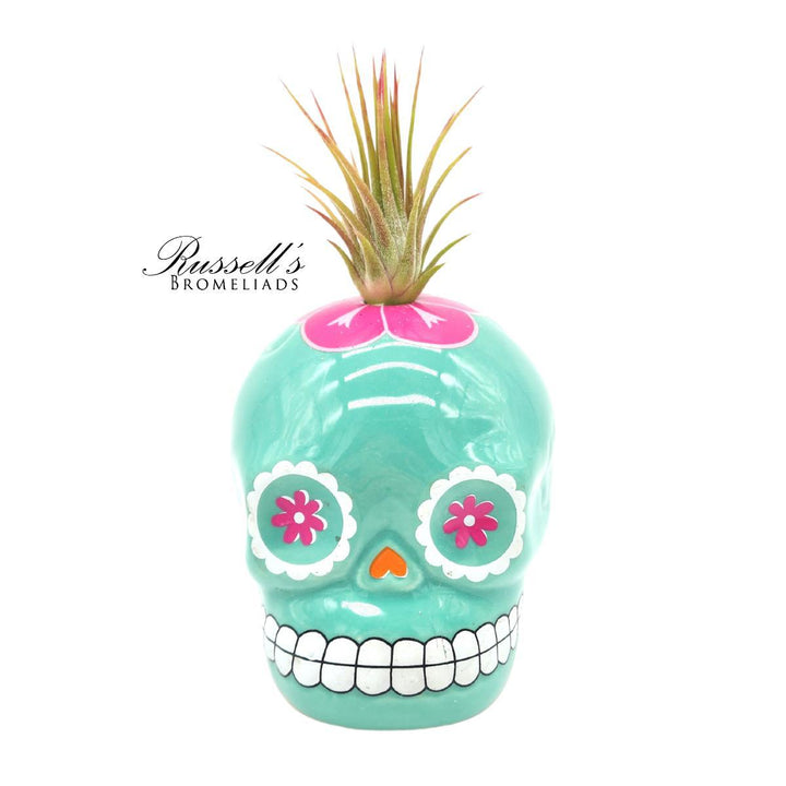 Sugar Skull w/ Air Plant - FP0141