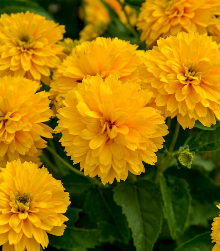 1G Heliopsis Helianthoides 'Rays for Days' - False Sunflower - 1021911
