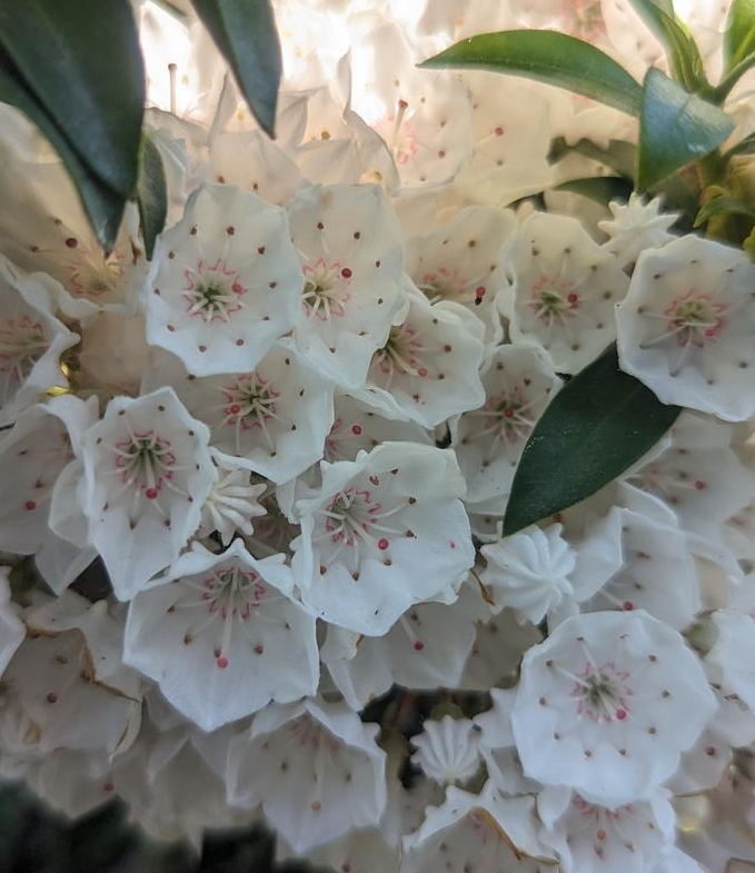 2G Kalmia Latifolia 'Elf' - Mountain Laurel - 1000219