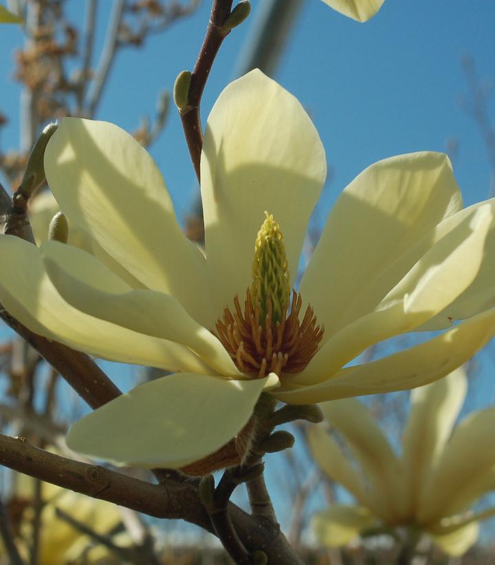 3G Magnolia X 'Butterflies' Magnolia 1001884
