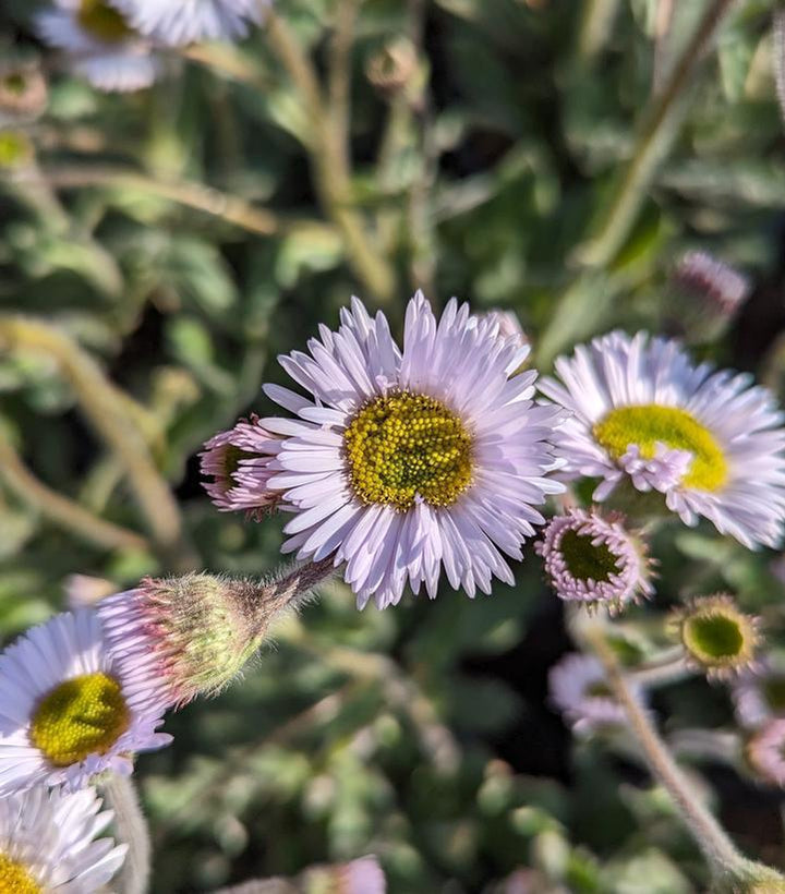 1G Erigeron 'Lynnhaven Carpet' - Robin's Plantain (Fleabane) - 1010827