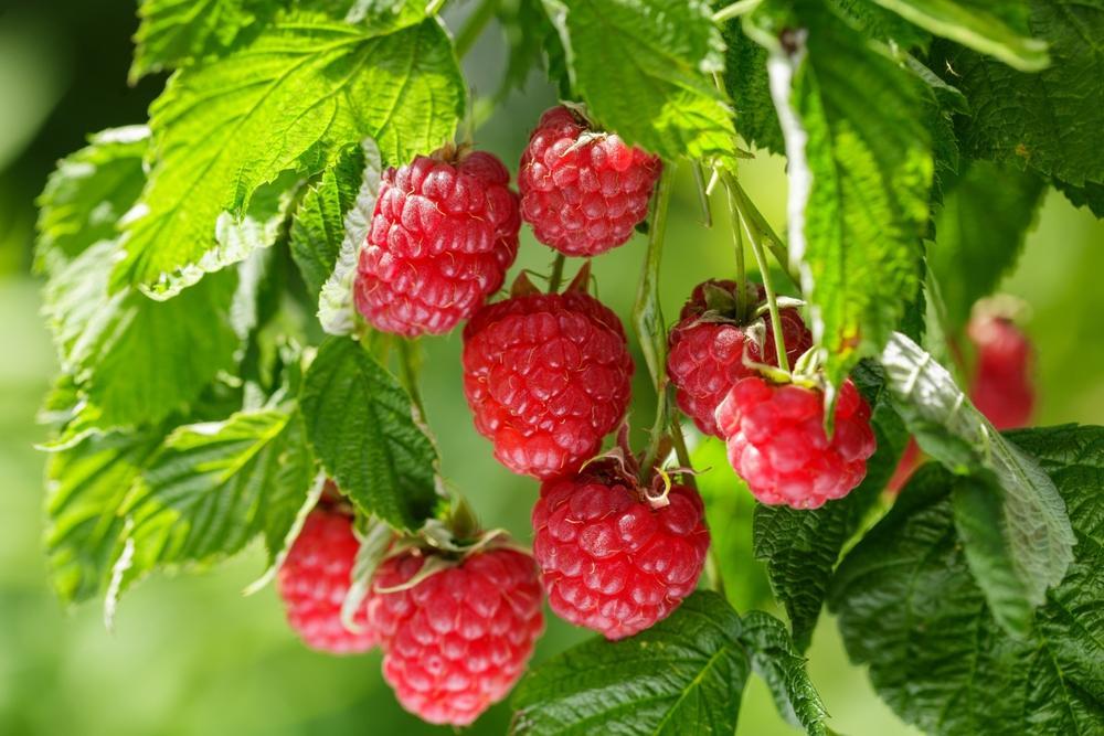 6G Raspberry Bush - Heritage - 76125-0800