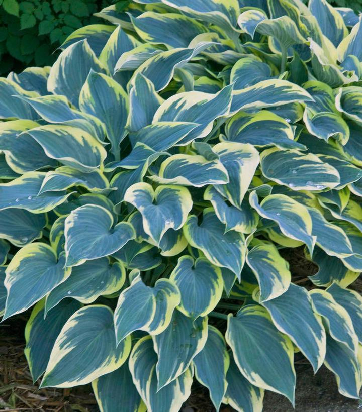 2G Hosta 'First Frost' First Frost Hosta 1008803