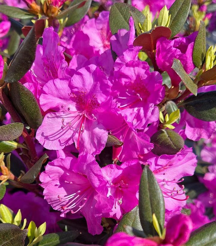 3G Rhododendron X 'Black Hat' - 1011024