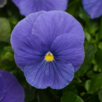5.5" Pansy - Matrix True Blue
