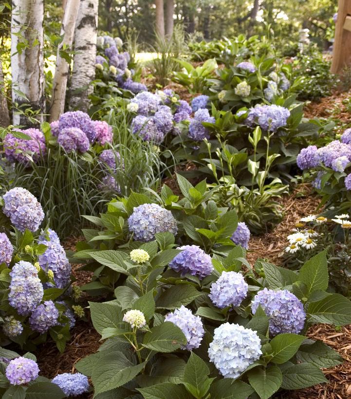 12" Hydrangea mac. Endless Summer® The Original ('Bailmer') Endless Summer® The Original Hydrangea: Patent PP15298 1014264