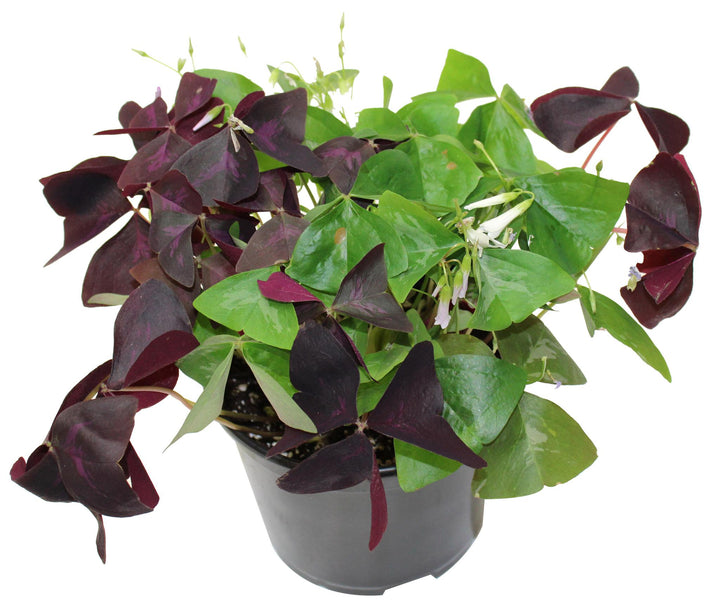 6" Oxalis Tricolor (Shamrock, Clover) F2886