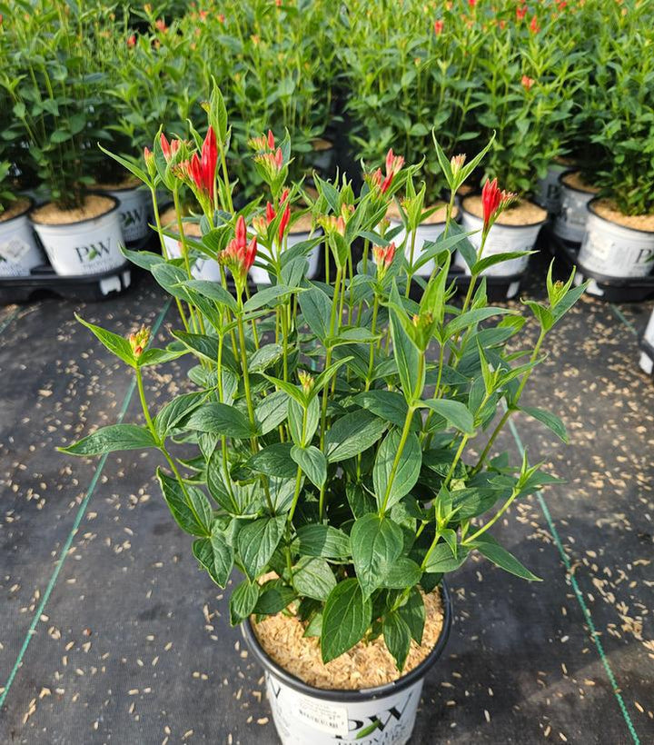 1G PW Spigelia Marilandica 'Orange Slices' - Indian Pink - 1022695