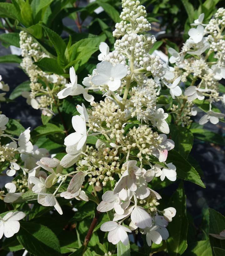 3G Hydrangea pan. Pinky Winky® ('DVPPINKY') Pinky Winky® Panicle Hydrangea: Patent PP16166 1003712