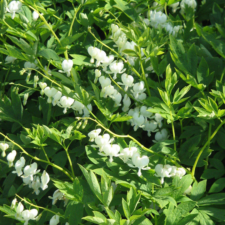White Bleeding Heart