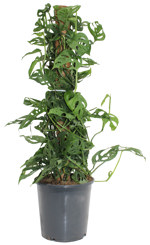8" ( 21cm) Monstera Adansonii w/ Coco Stake - G5176