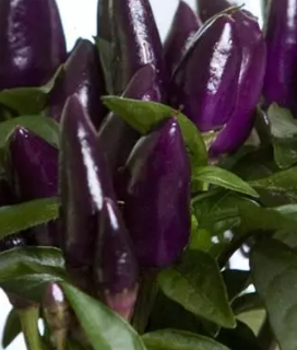 4.25" Ornamental Pepper - Salsa Purple