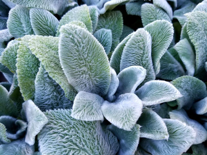 Quart Perennial Stachys (Lambs Ear) Full Sun