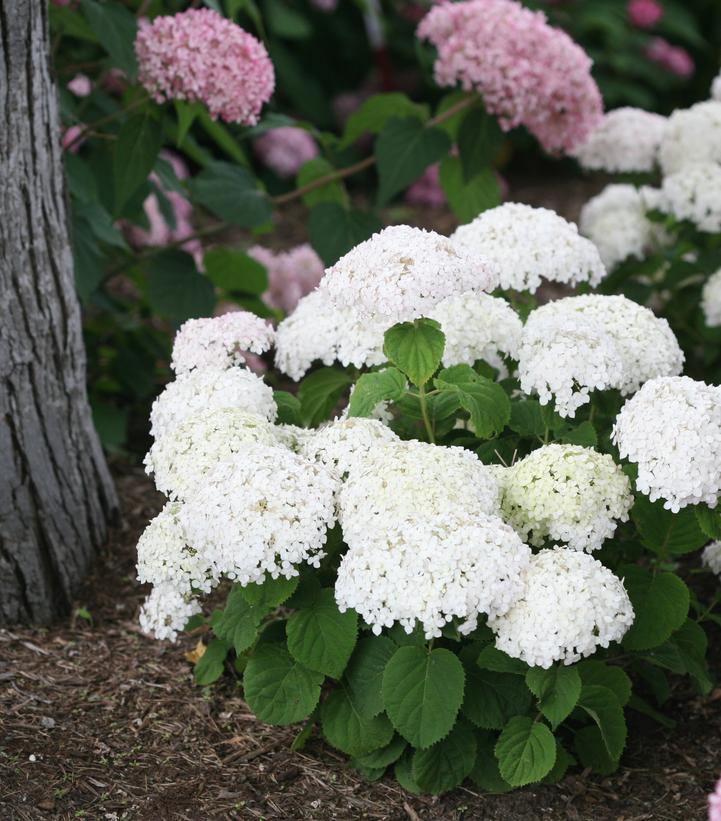 2G PW Hydrangea Arborescens Invincibelle 'Wee White' - Smooth hydrangea - 1009716