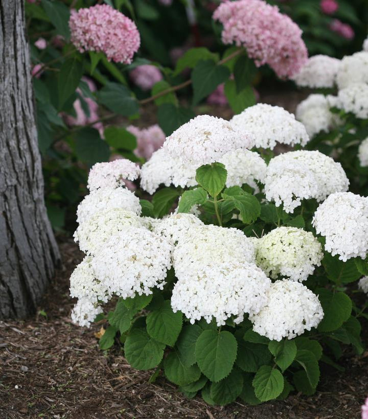 2G PW Hydrangea Arborescens Invincibelle 'Wee White' - Smooth hydrangea - 1009716