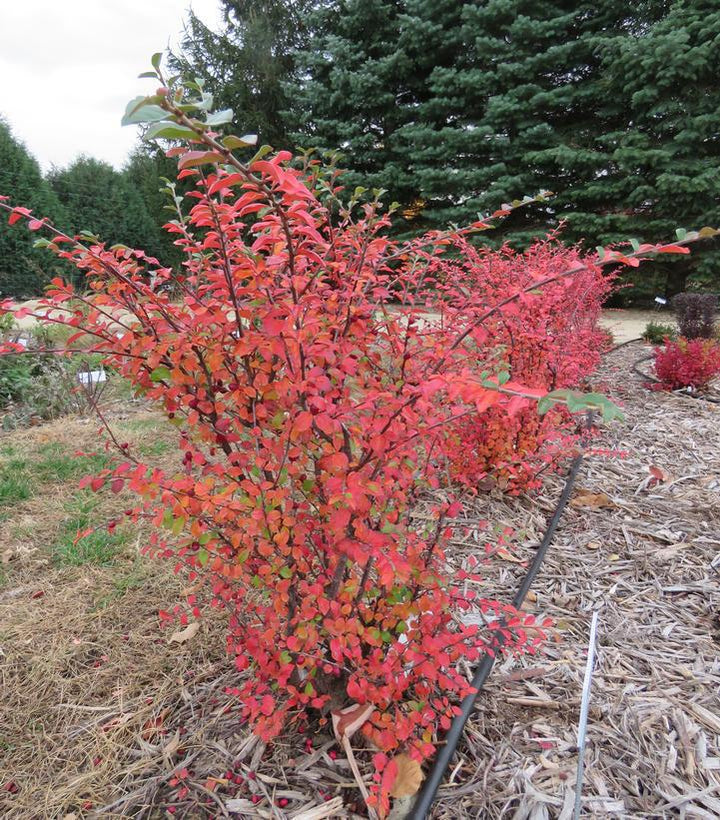 3G Cotoneaster X `Autumn Inferno` - 1014550