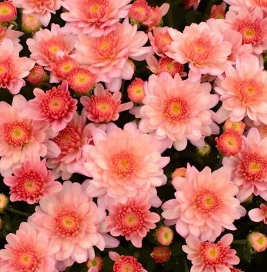 9" Mum - Chelsey Coral