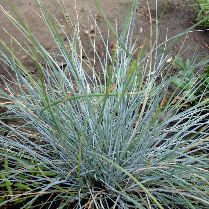 Blue Fescue
