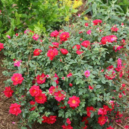 Oso Easy® Urban Legend® Rose