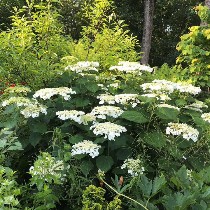 Haas' Halo Hydrangea