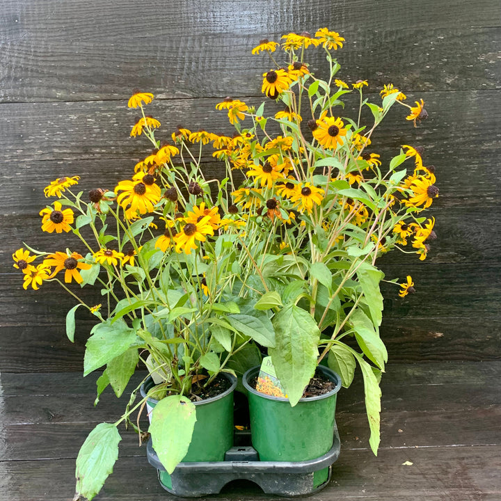 Black-Eyed Susan