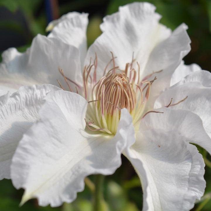 Clematis 'Evipo009'  - Hyde Hall™ Clematis