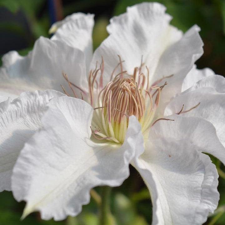 Clematis 'Evipo009'  - Hyde Hall™ Clematis