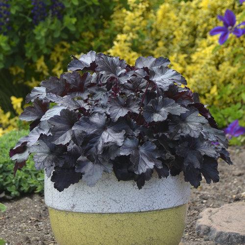 Primo® Black Pearl Coral Bells
