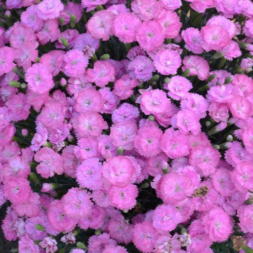 Fruit Punch® Sweetie Pie Dianthus