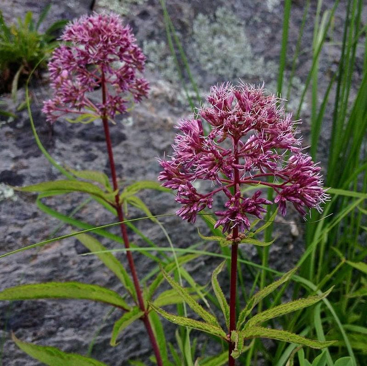 Baby Joe Coastal Plain Joe Pye Weed