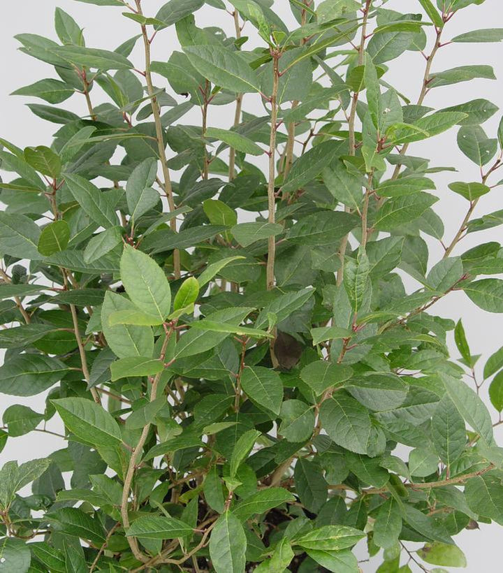 3G Ilex Serrata X Vert. 'Apollo' (Male no berries): Female-Winter Red, Winter Gold, Wildfire, Sparkleberry, Harvest Red, & Afterglow 'Apollo Winterberry'