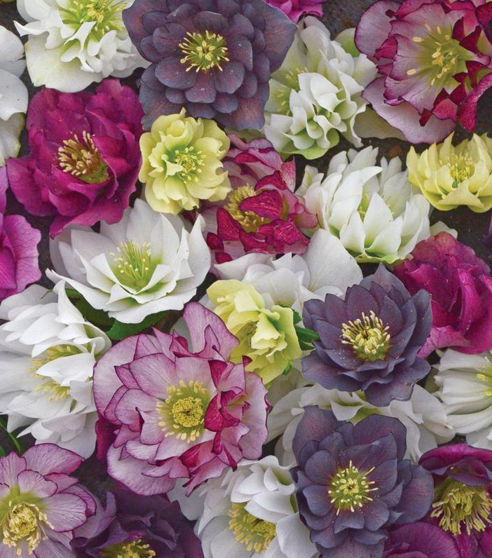 1G Helleborus Wedding Party 'Mixed' - Lenten Rose - 1020600
