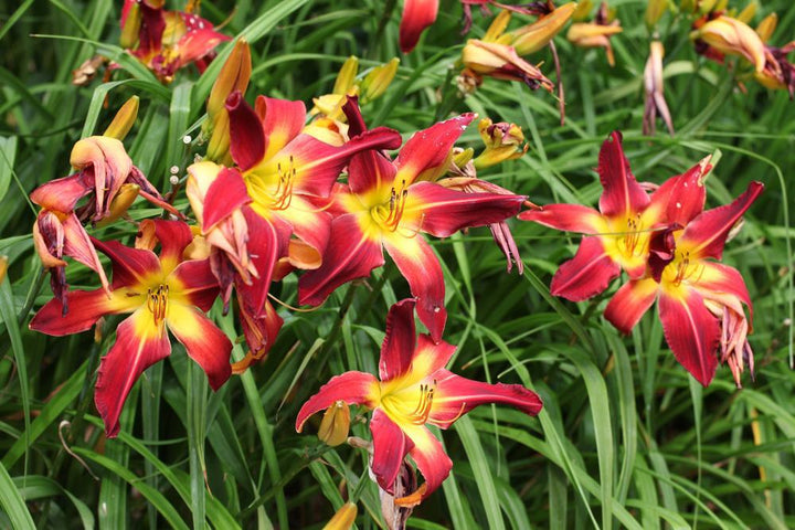 2G Hemerocallis Rainbow Rhythm® 'Ruby Spider' Ruby Spider Daylily 1006762