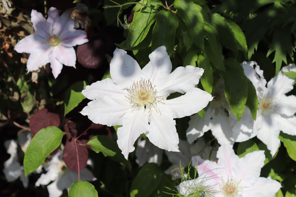 8" Clematis 'Hyde Hall' - 1007353 (White)