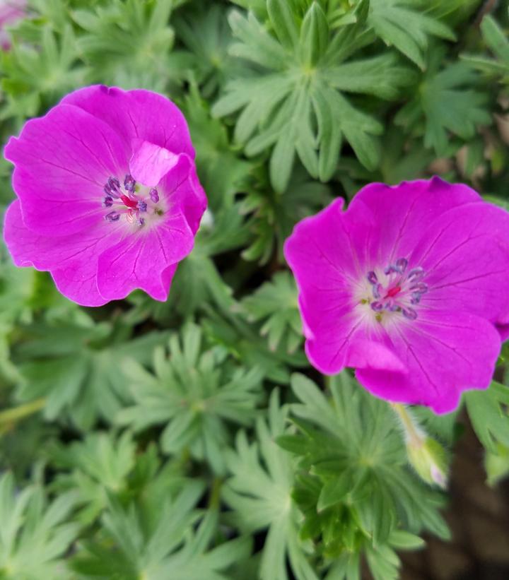 1G GERANIUM SANGUINEUM 'New Hampshire Purple' (Cranesbill, Perennial Geranium) 1001791
