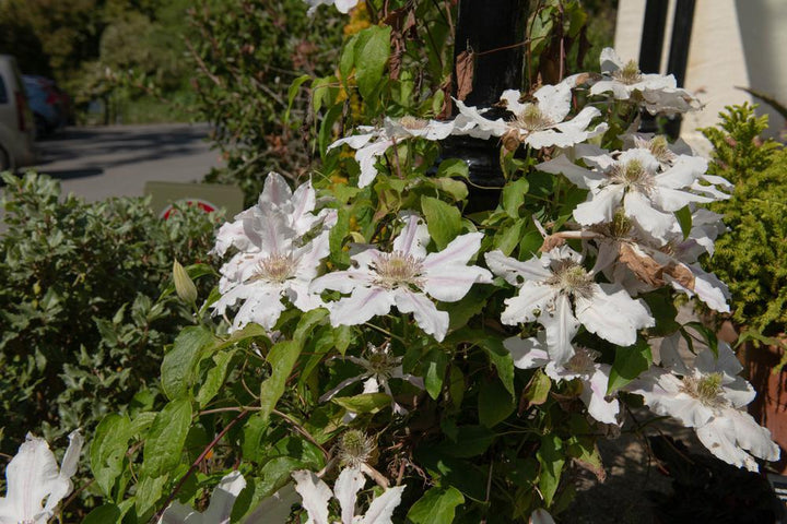 8" Clematis 'Hyde Hall' - 1007353 (White)