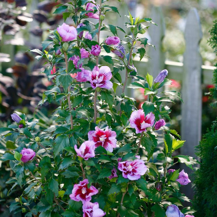 3G Hibiscus Syriacus 'Purple Pillar' - Rose of Sharon - 1008262