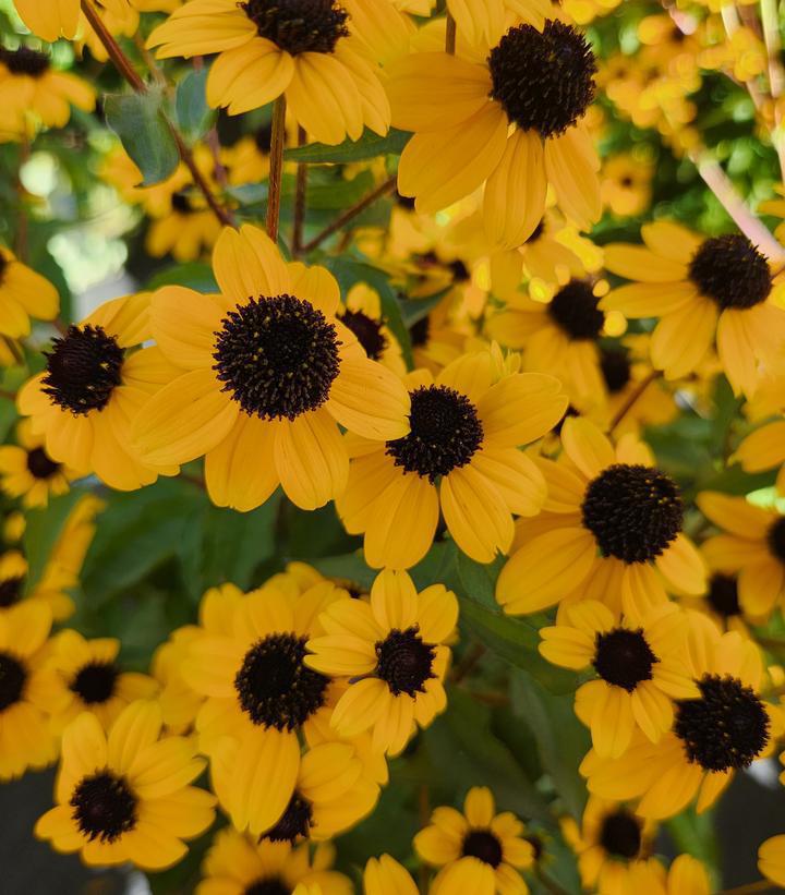 2G Rudbeckia Triloba - 1003343