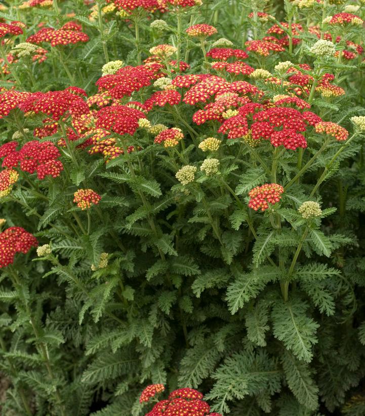 1G Achillea Millefolium 'Skysail Bright Pink' - Yarrow - 1027735