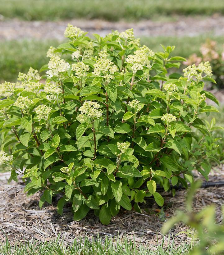 5G Hydrangea Paniculata 'Little Hottie' - 1020686