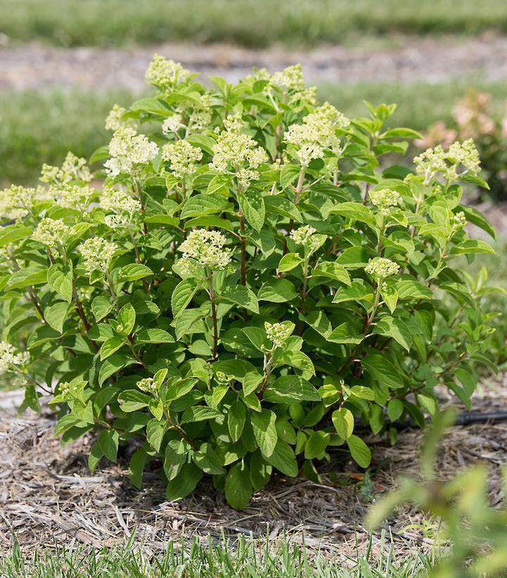 5G Hydrangea Paniculata 'Little Hottie' - 1020686