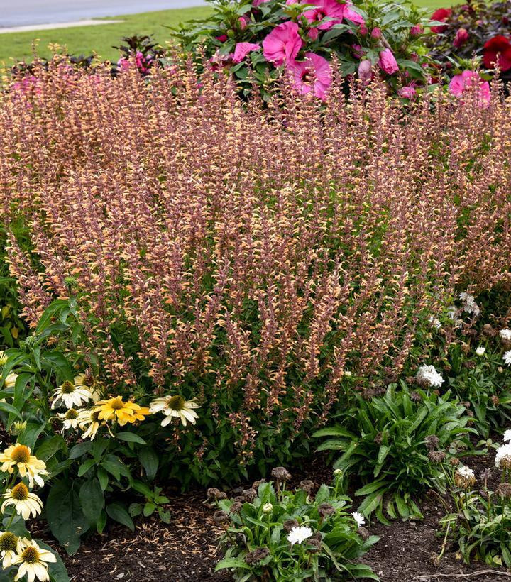 1G Agastache X Meant to Bee 'Queen Nectarine' - Anise Hyssop - Hummingbird Mint - 1015272